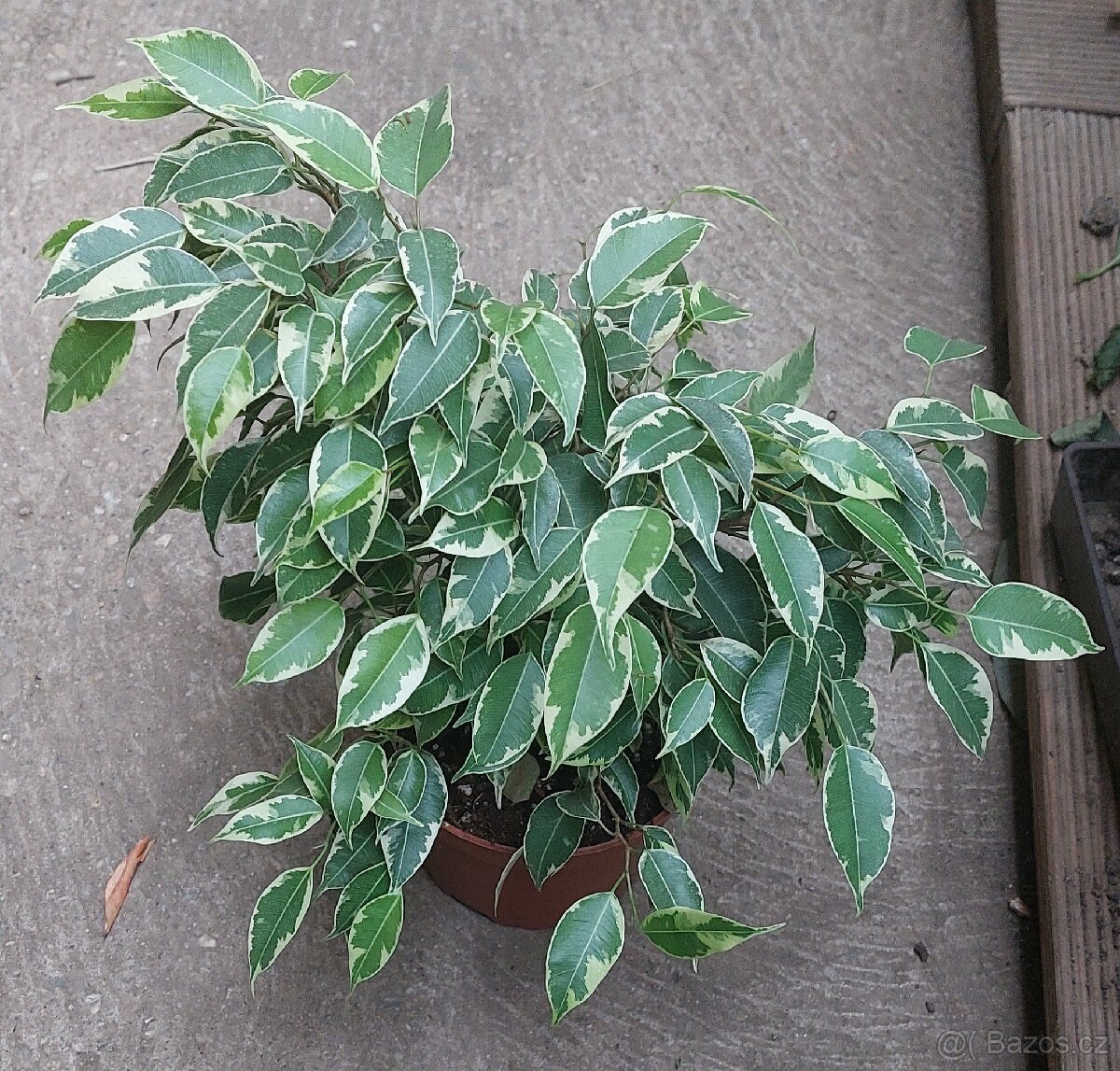 Panašovaný fikus Benjamin