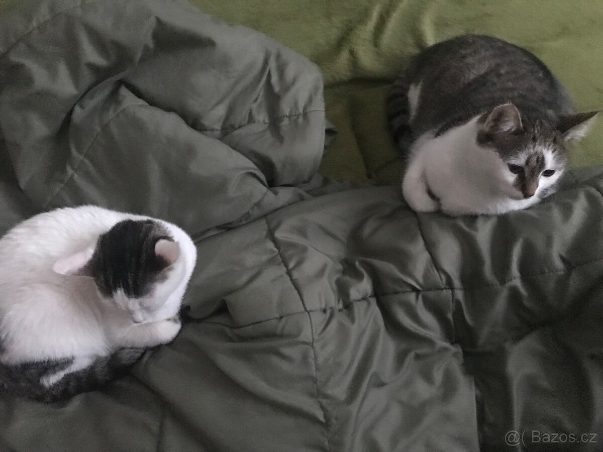 Novoroční koťátka