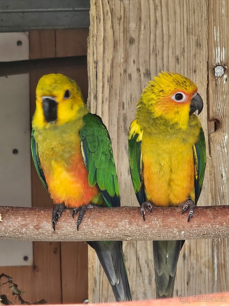 Chovný pár Arantingy jendaj