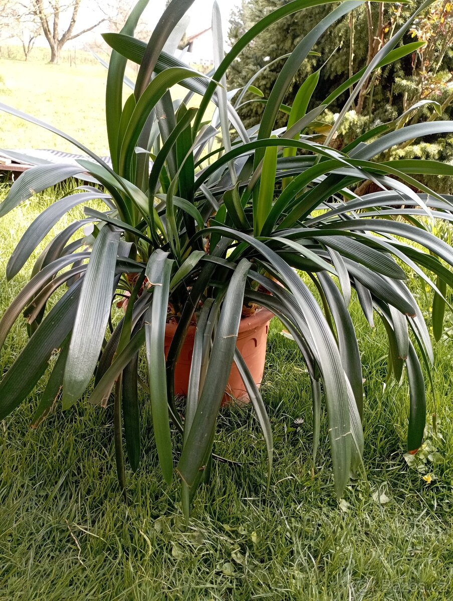 Klívie, Clivia oranžově kvetoucí