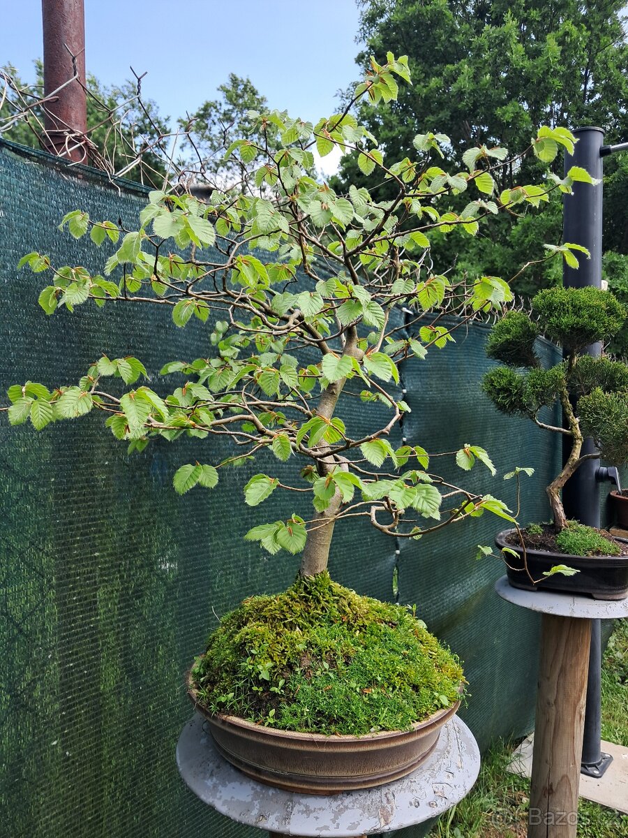 Bonsai,bonsaj Habr