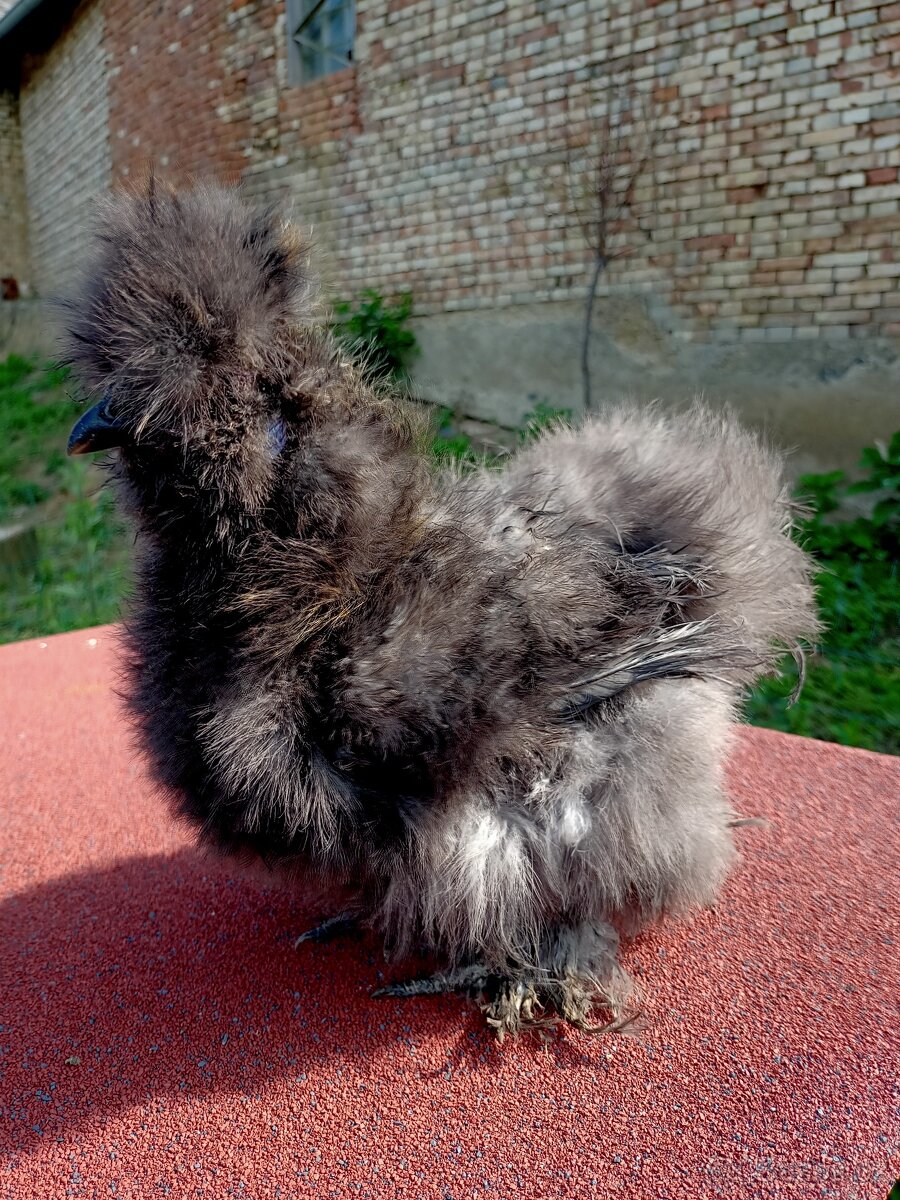 Kohout hedvábnička USA frizzle silk