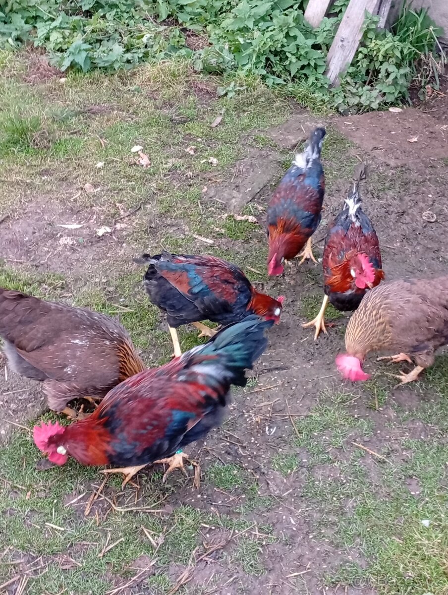 Kohouti vlaška koroptvi