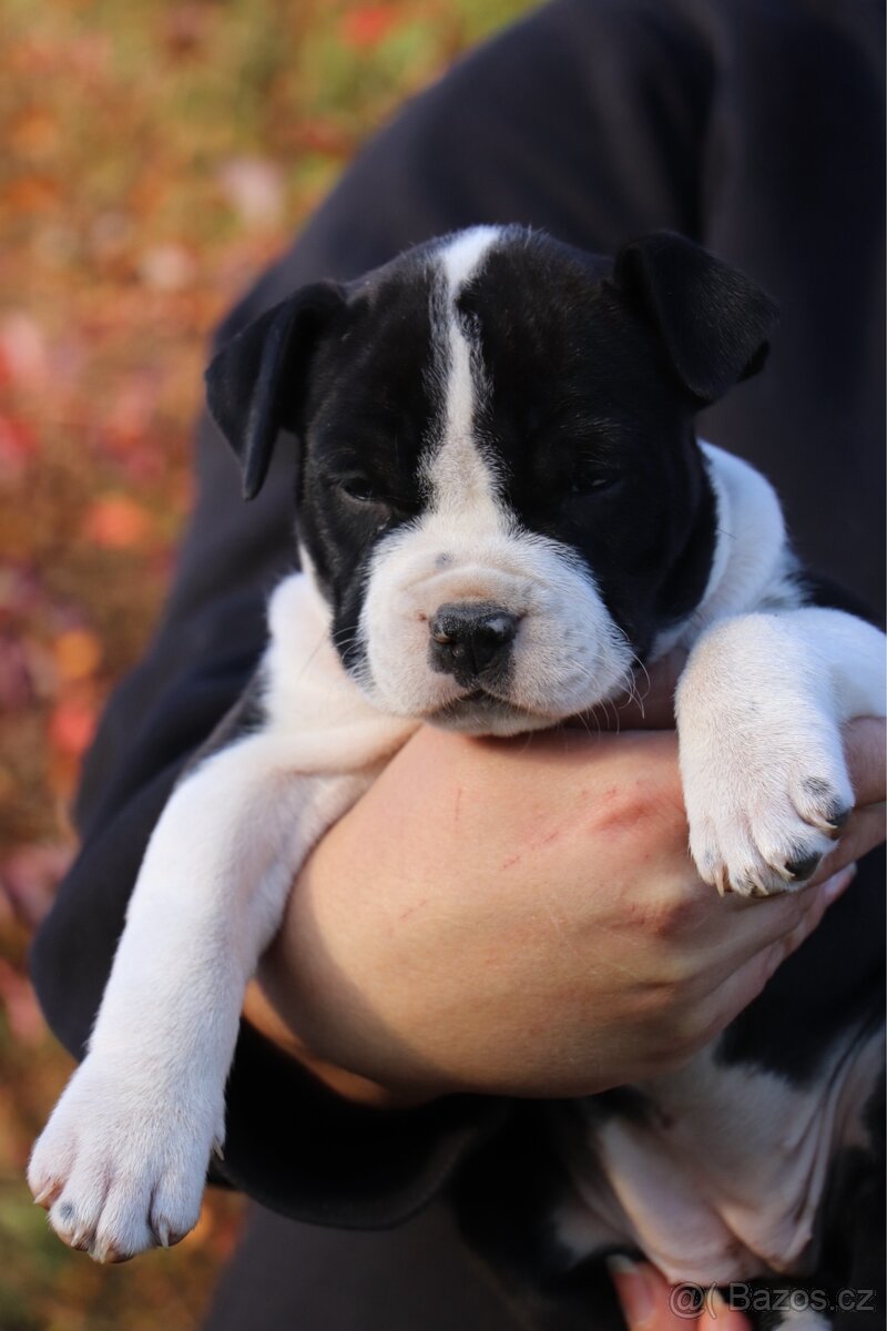 Americký stafordšírský teriér s PP fenka 2