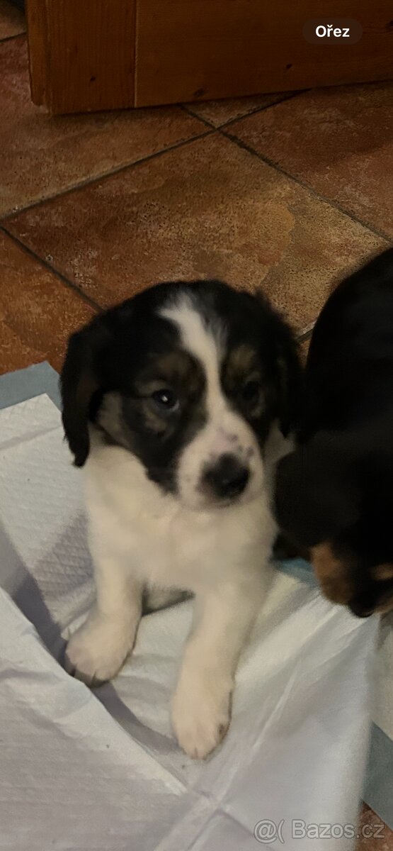 Štěňátko fenečka kříženec border kolie
