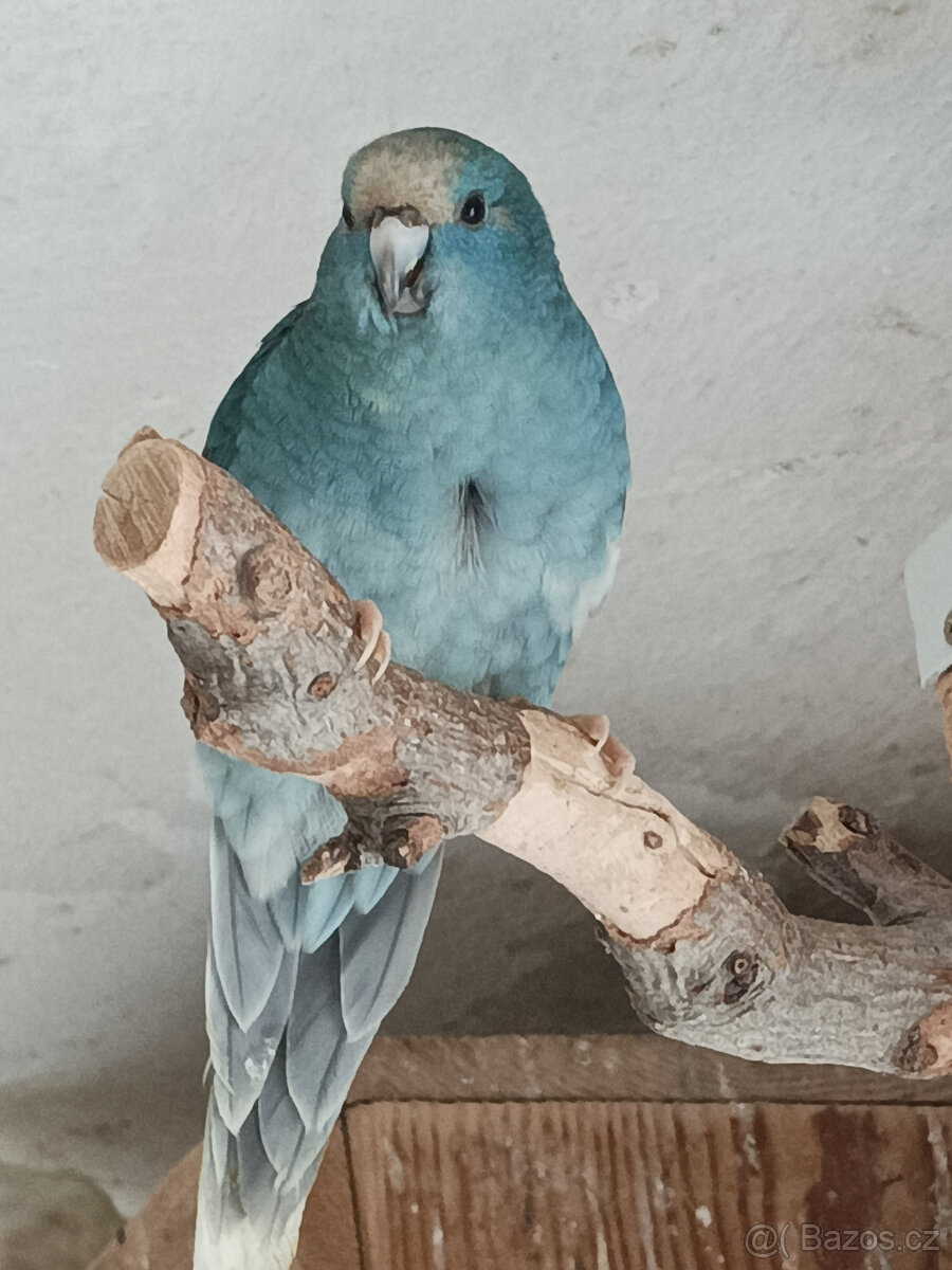 Kakariki modré straky