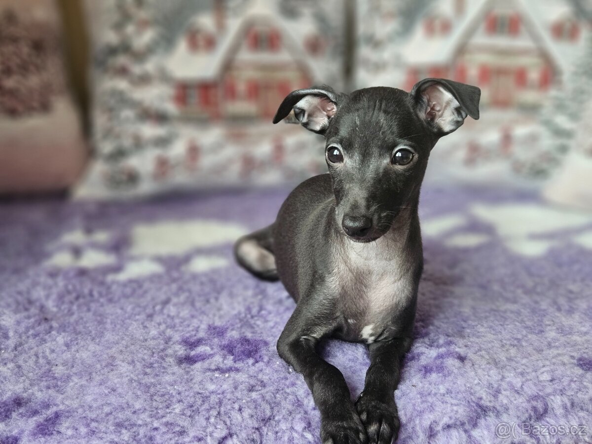 Italský chrtík s PP