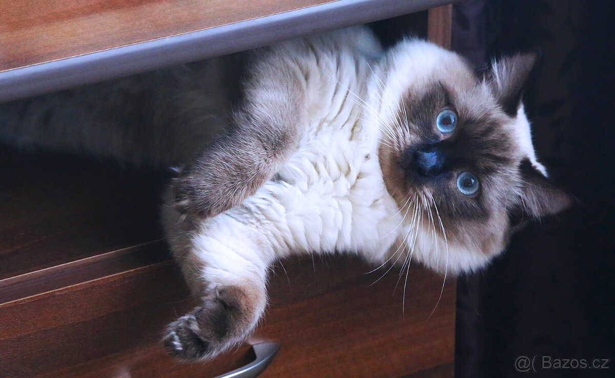 Kocourek ragdoll ke krytí