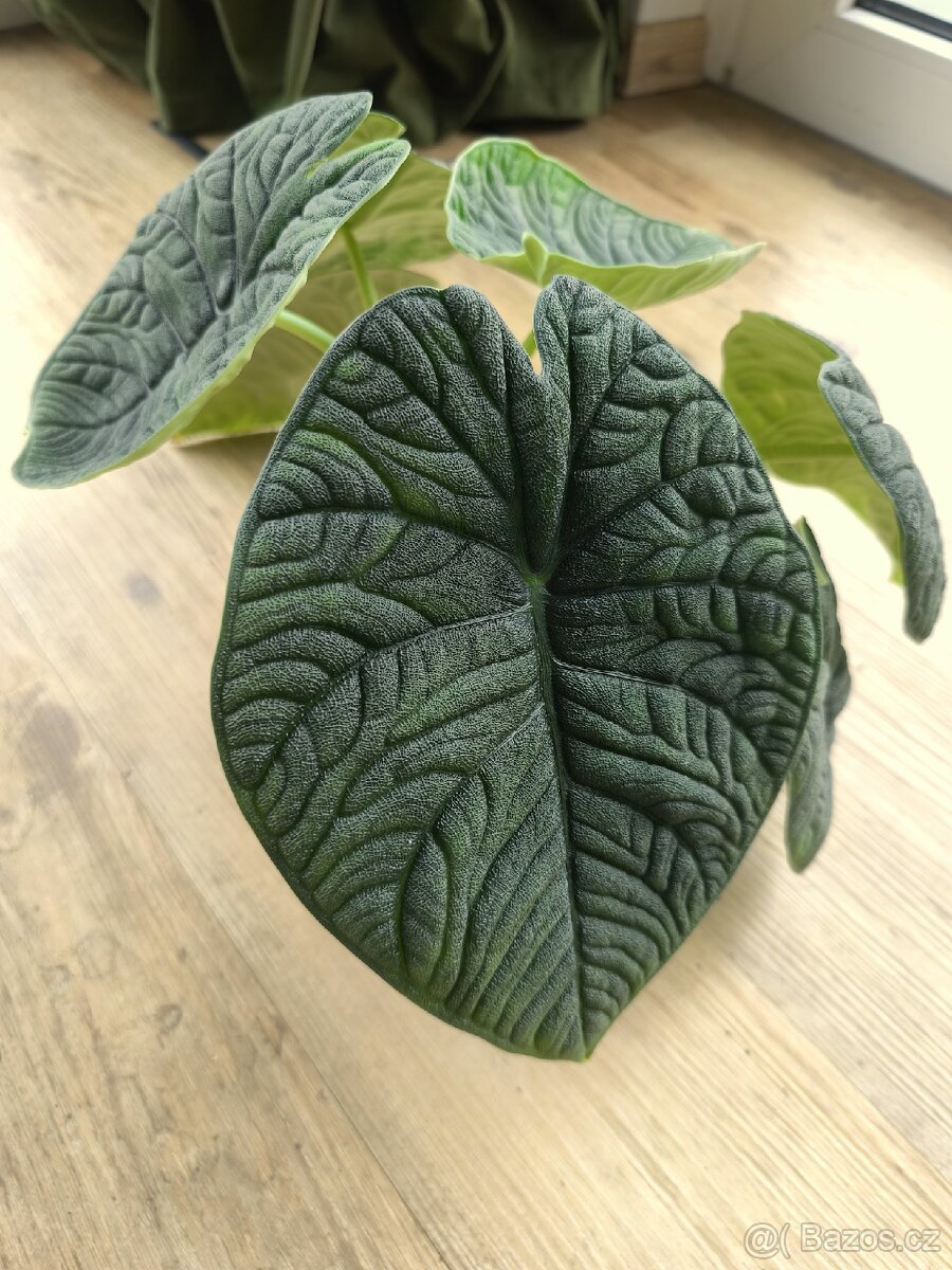 Alocasia melo