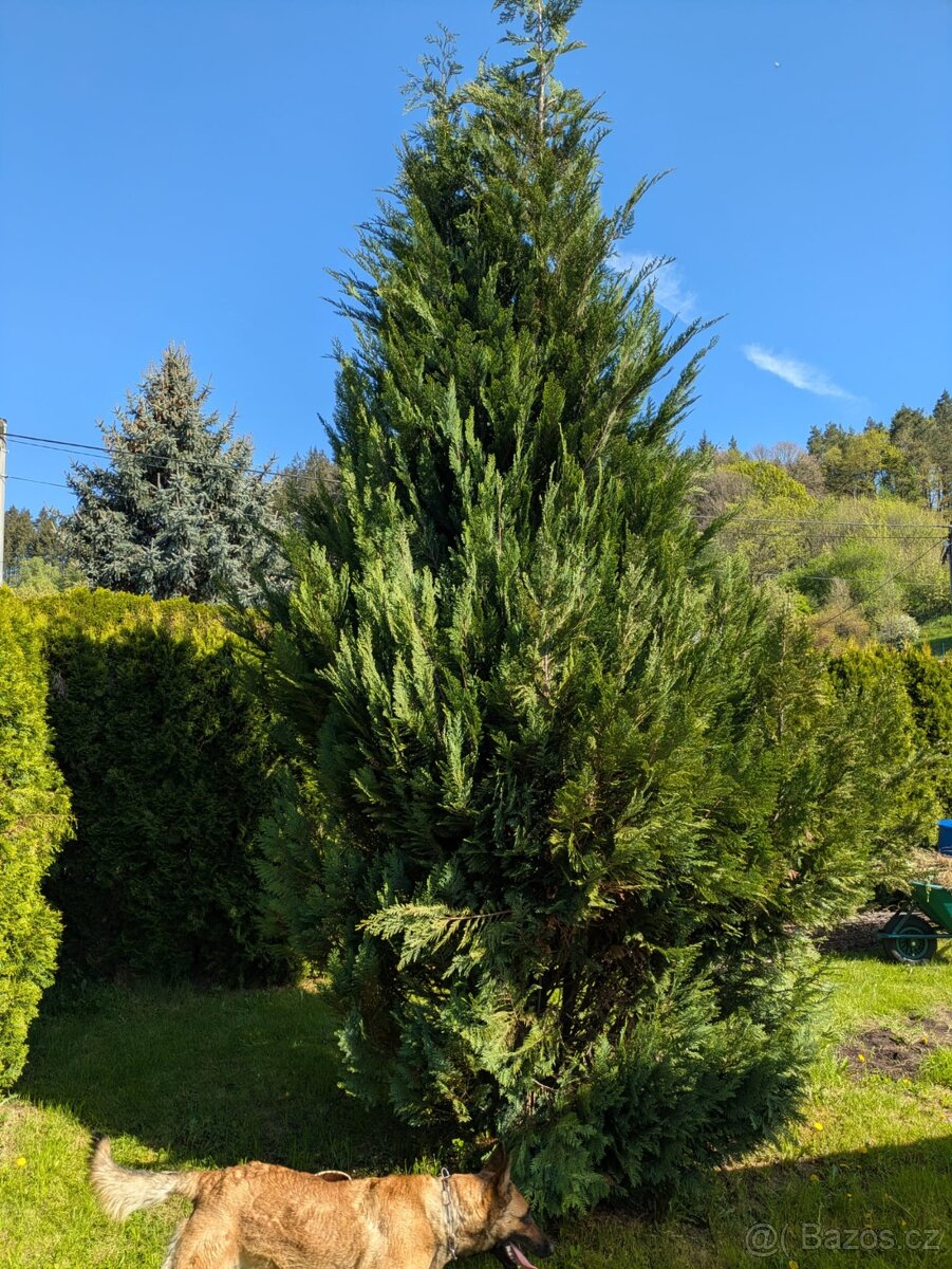 Thuje 4.5 - 5 m