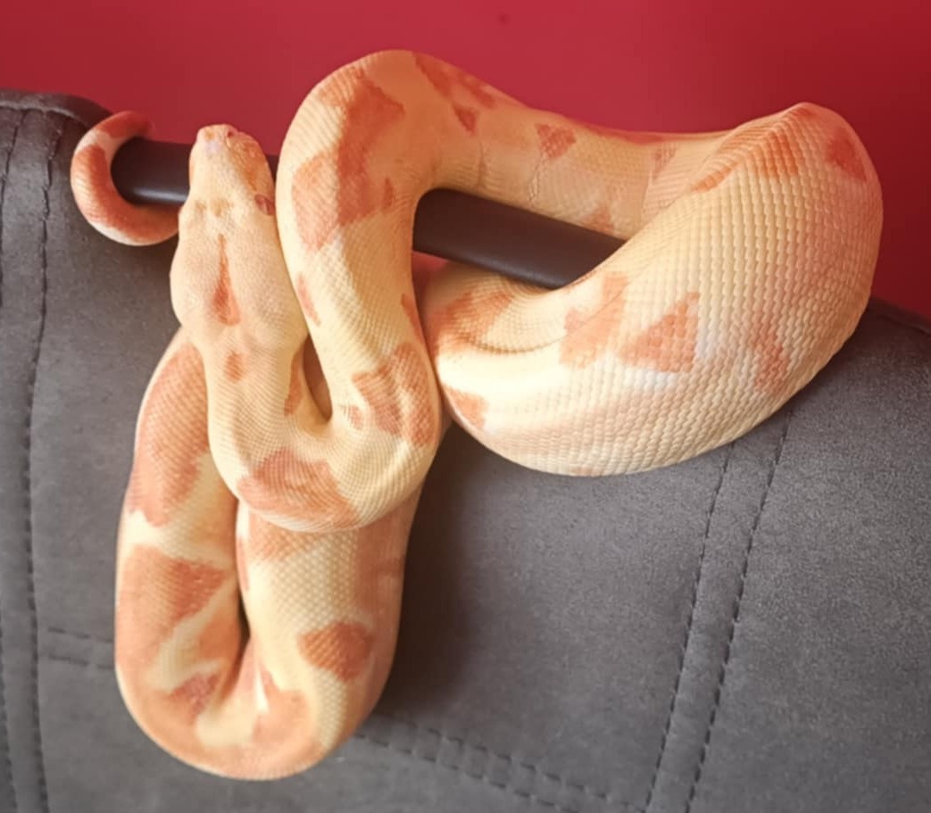 Boa constrictor- Hroznýš královský+terárium