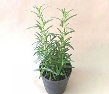 Rozmarýn lékařský - Rostliny