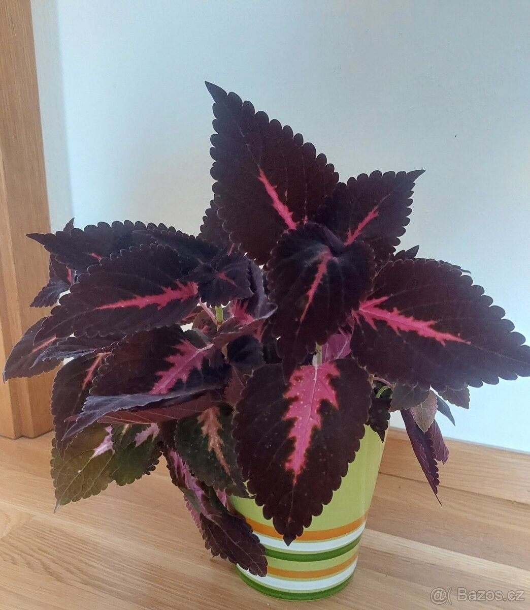 Prodám pokojovou kopřivu bez obalu