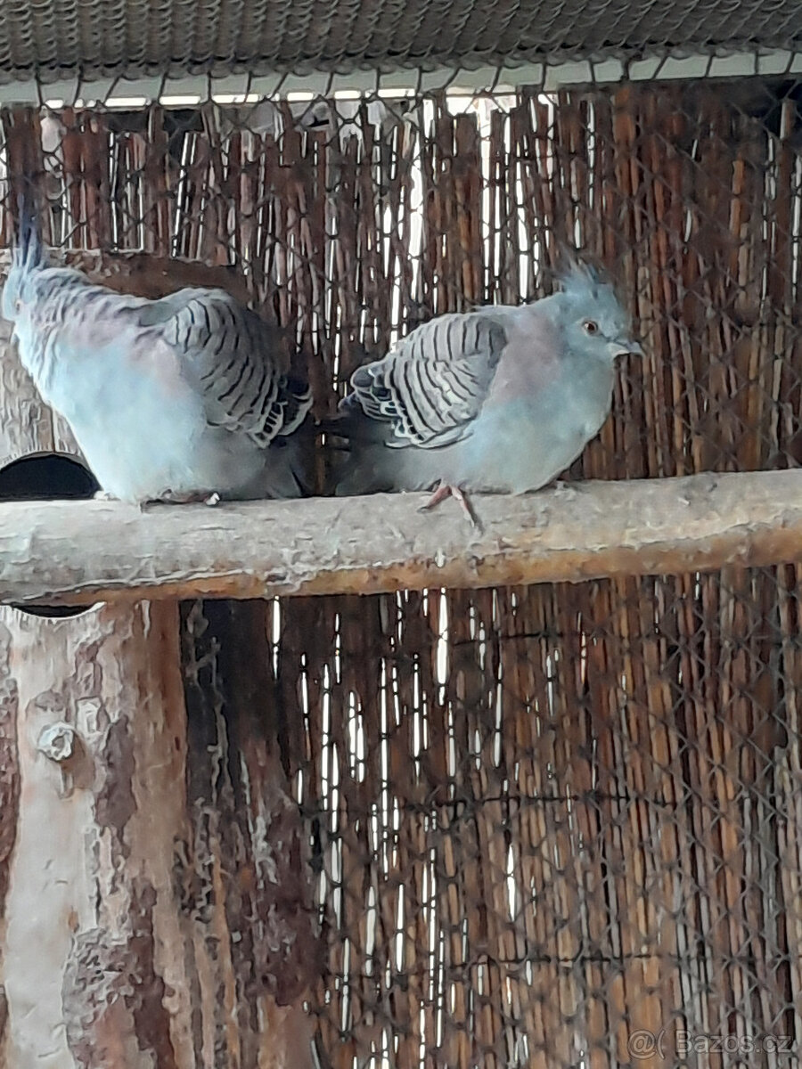 Prodám letošní 1,1 holub chocholatý .