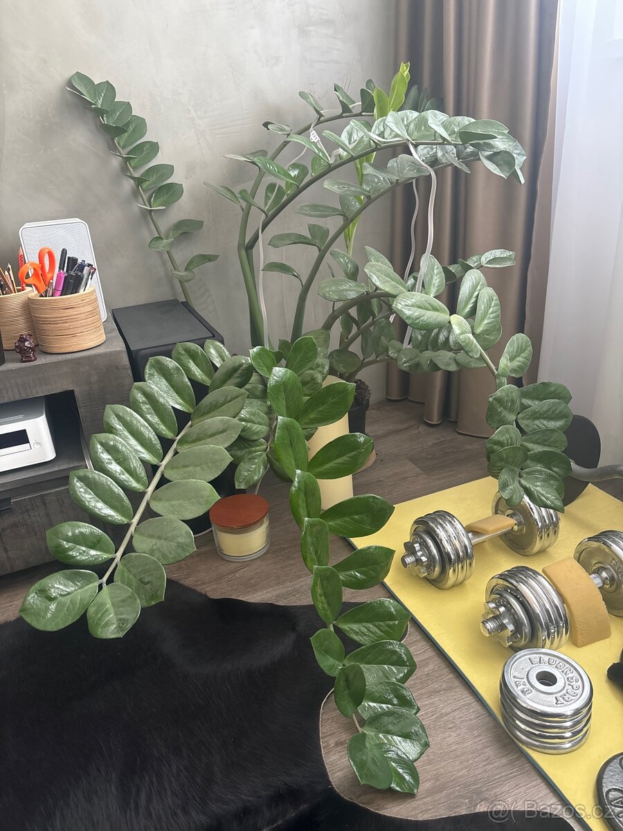 Zamioculcas-rostlina