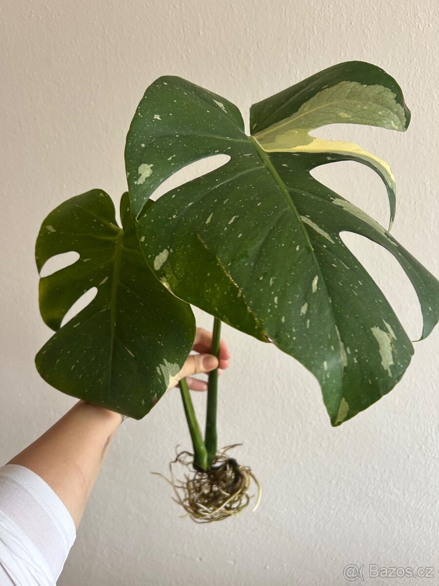 Monstera Thai Constelation