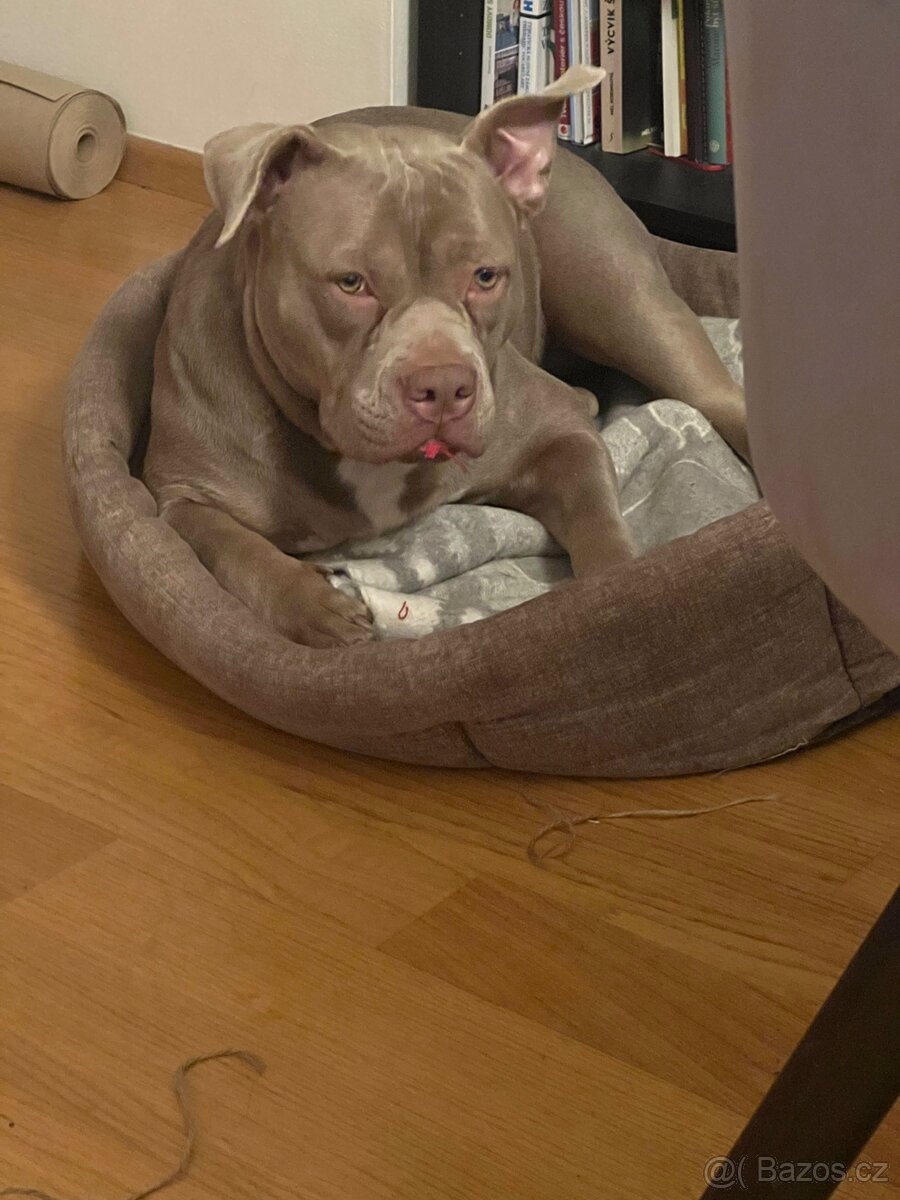 Rocni American Bully