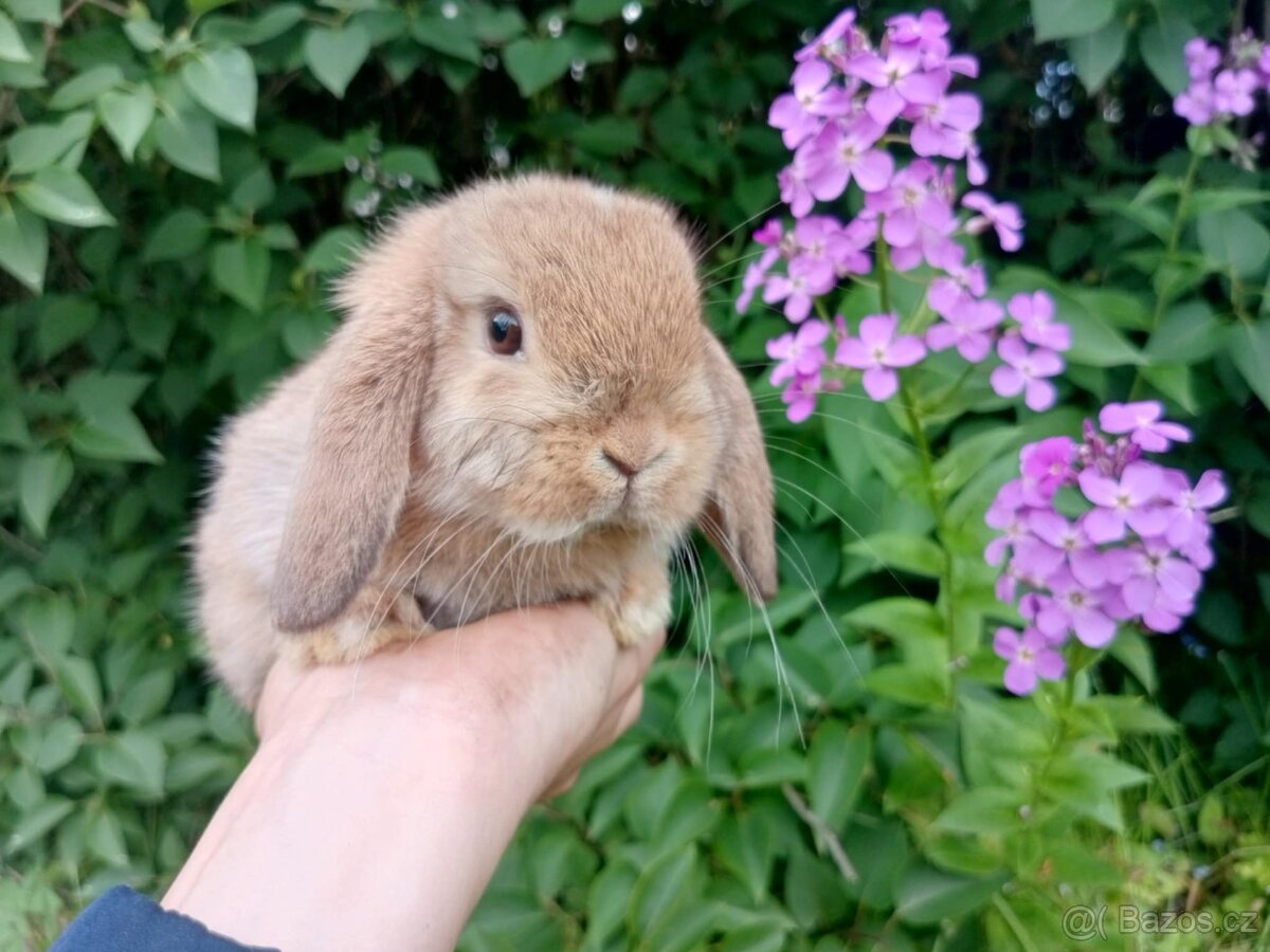 Anglický Zakrslý Beránek MINILOP
