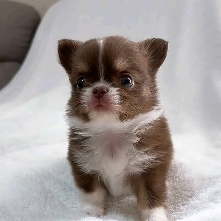 Civava mini