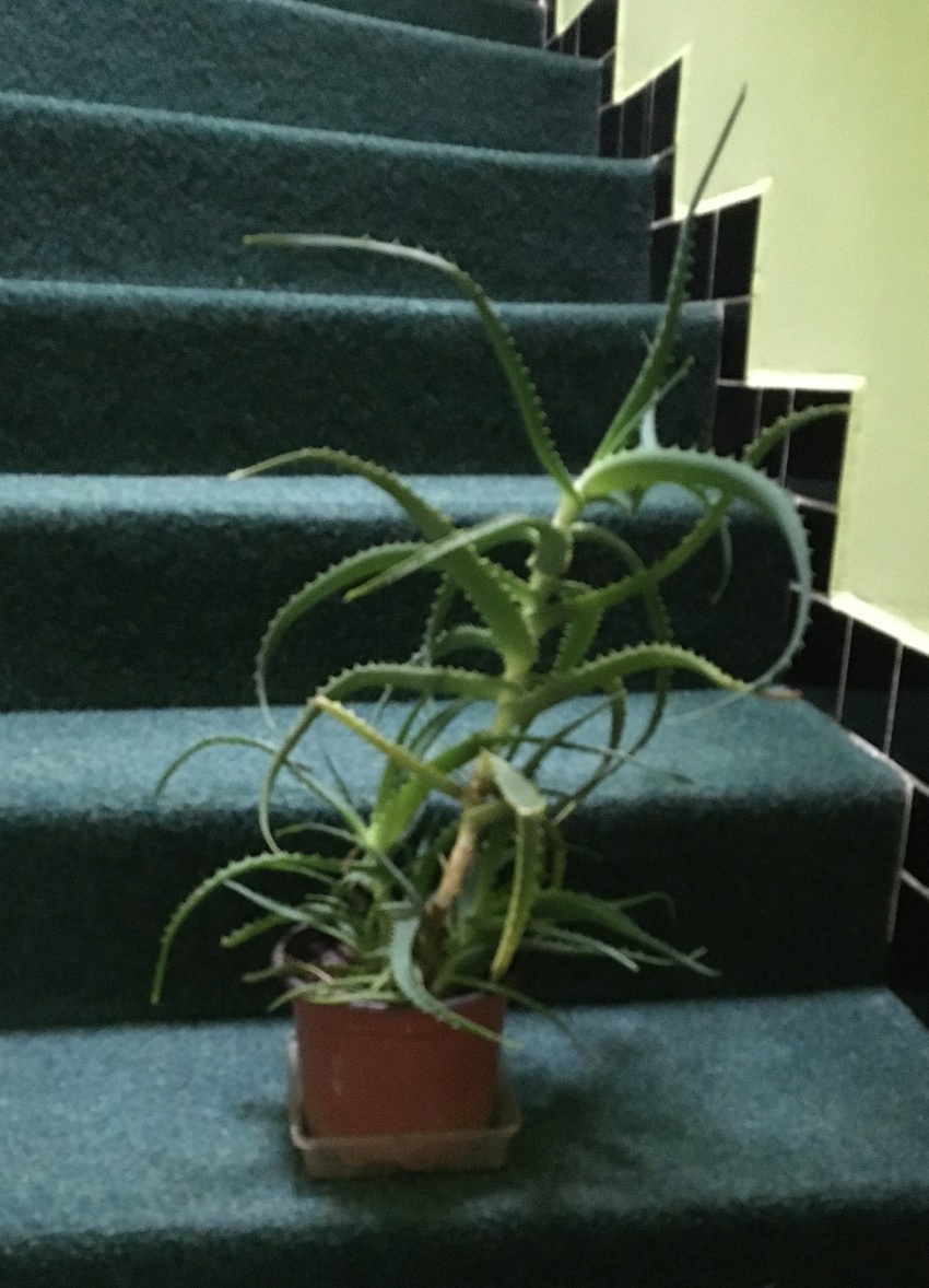 aloe vera