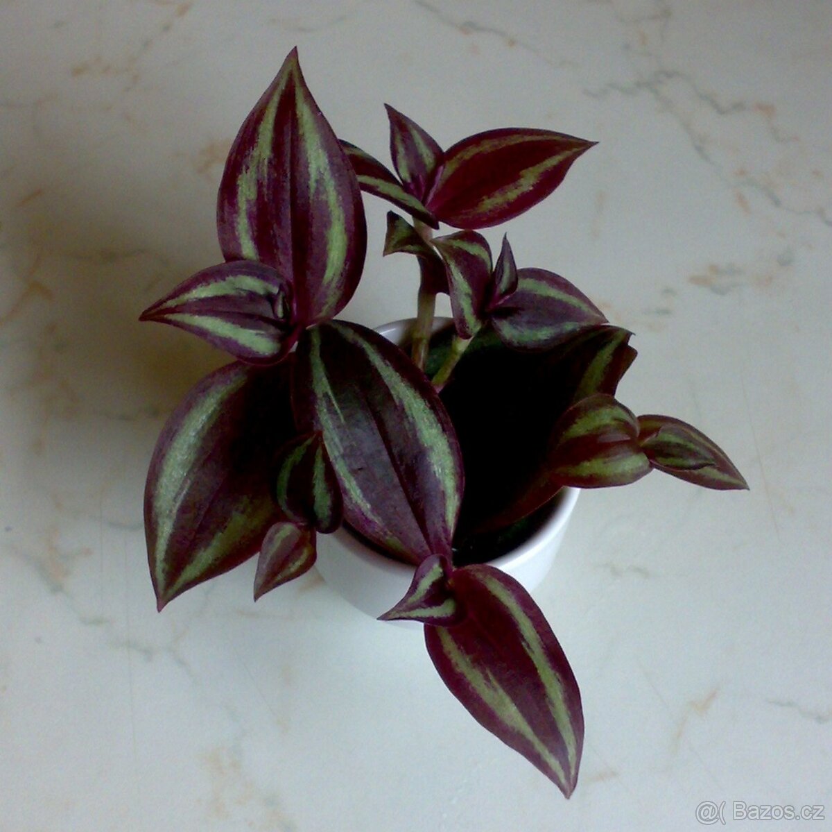 Tradescantia zebrina „Silver Sicilian“ - zakořeněné řízky