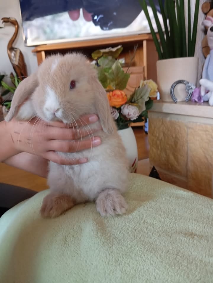 Zakrslý králíček beránek