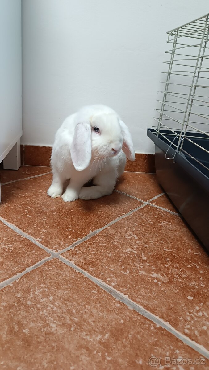 Daruji zakrslého králíka