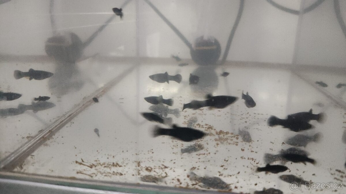 Black Molly
