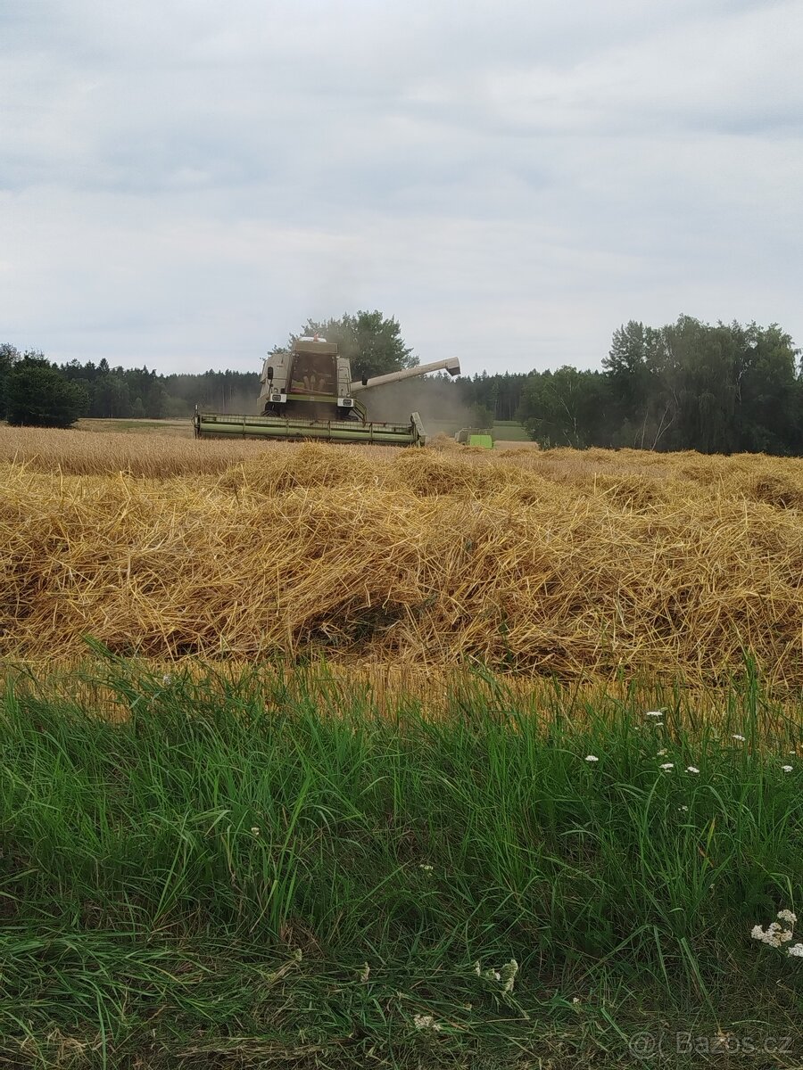 Sečení obilí