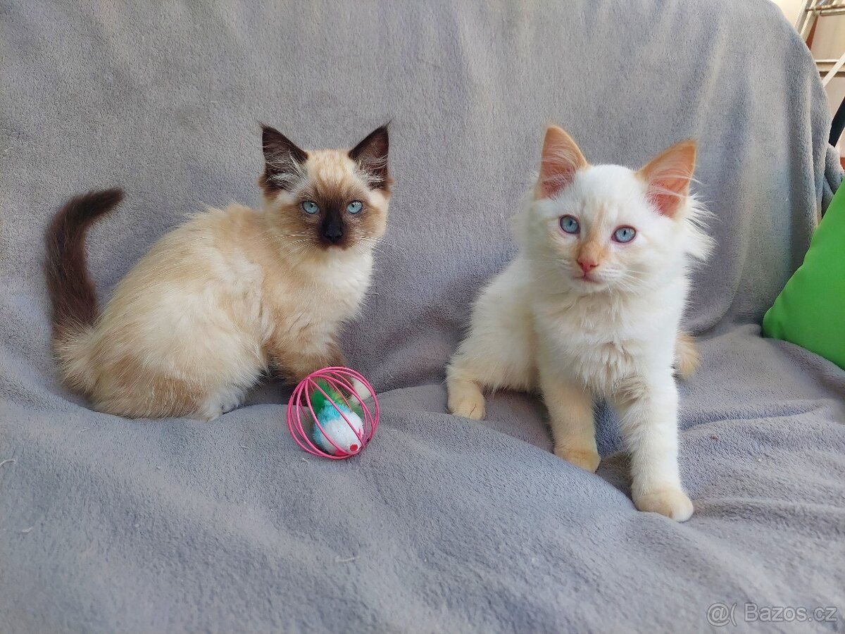 Ragdoll
