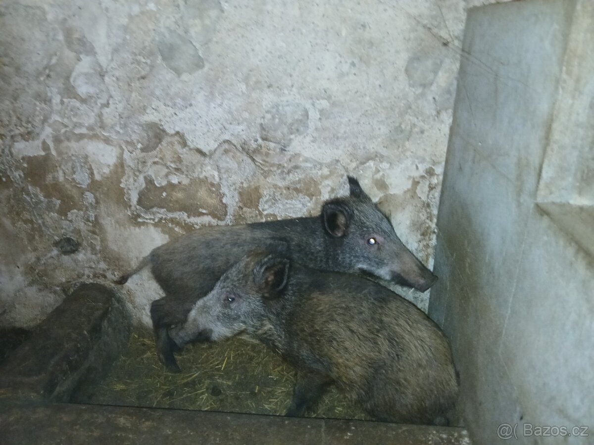 Divoká prasata - selata