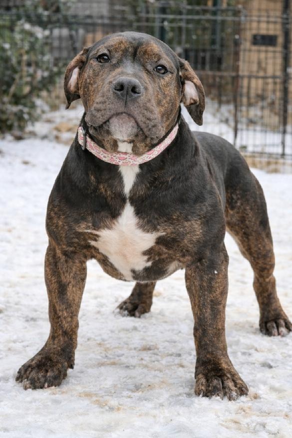 American Bully XL - Black Trindle