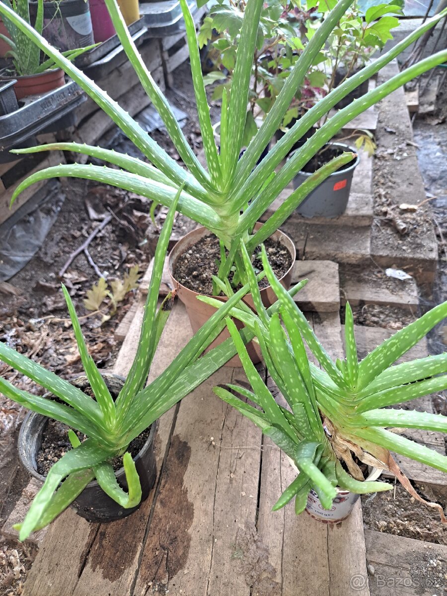 Pravá Aloe Vera