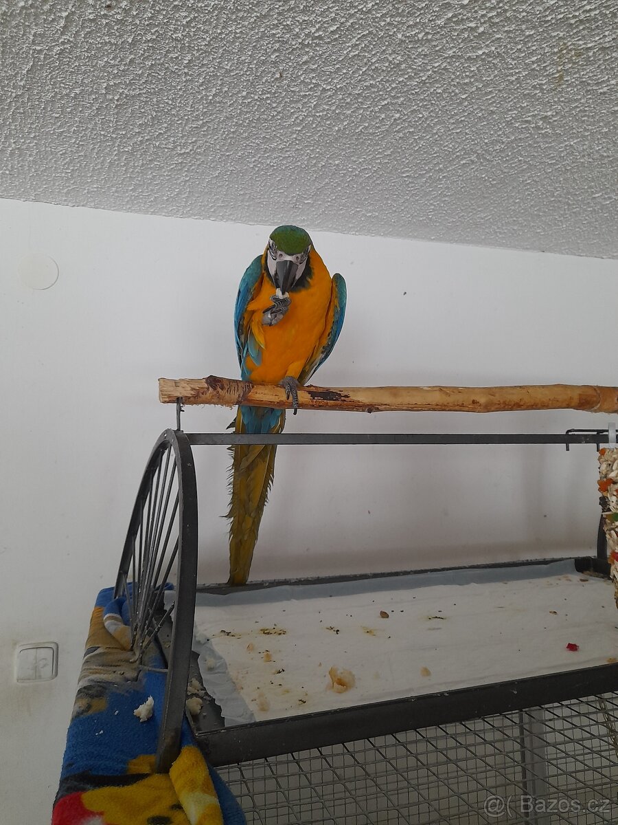 Prodám aru araraunu