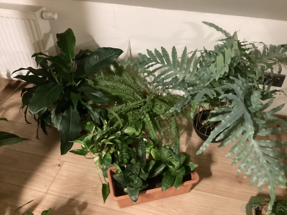Kapradi, epipremnum, tchýnin jazyk, Lopatkovec
