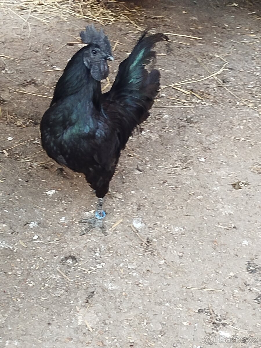 Ayam Cemani - násadová vejce