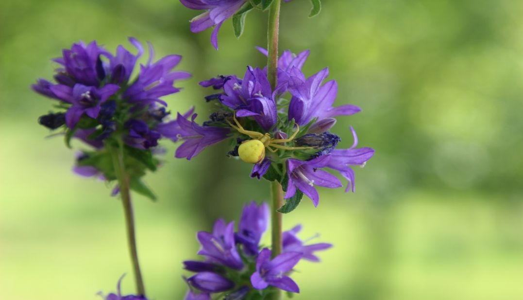 Zvonek klubkatý - Campanula glomerata  4000 semen 50 Kč