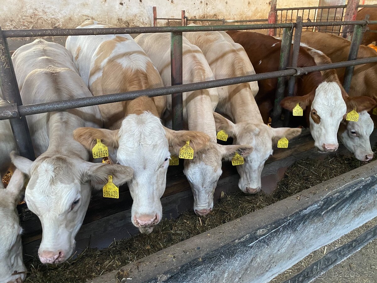 ZAMLUVENO Prodám masné jalovice 18 ks