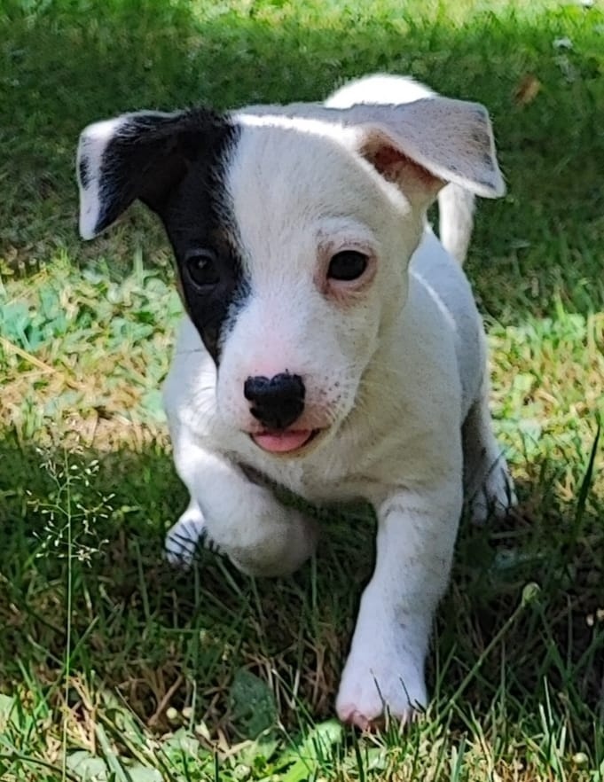 Jack Russel terier, kouzelná štěňátka