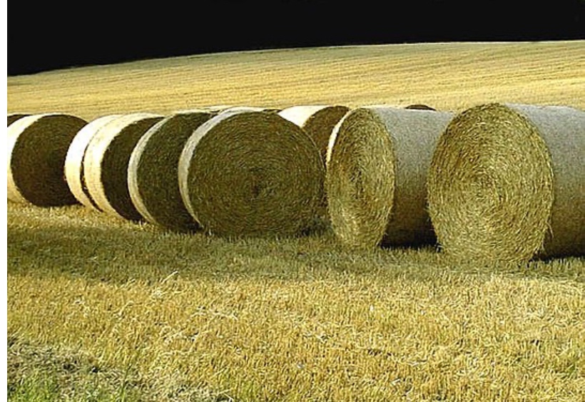 Pšeničná sláma