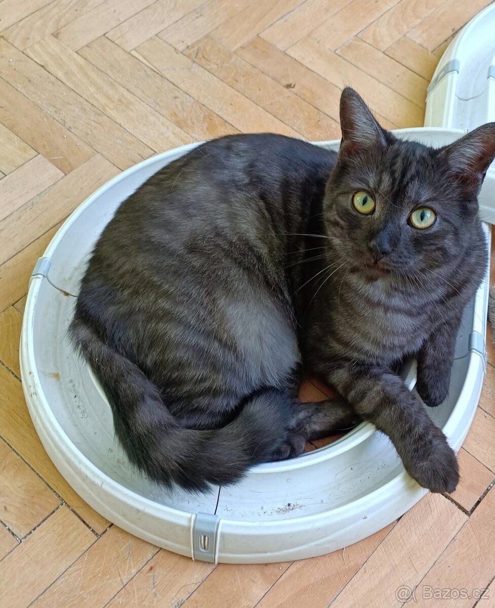 ALFIE - kastrovaný kocourek 11 měsíců