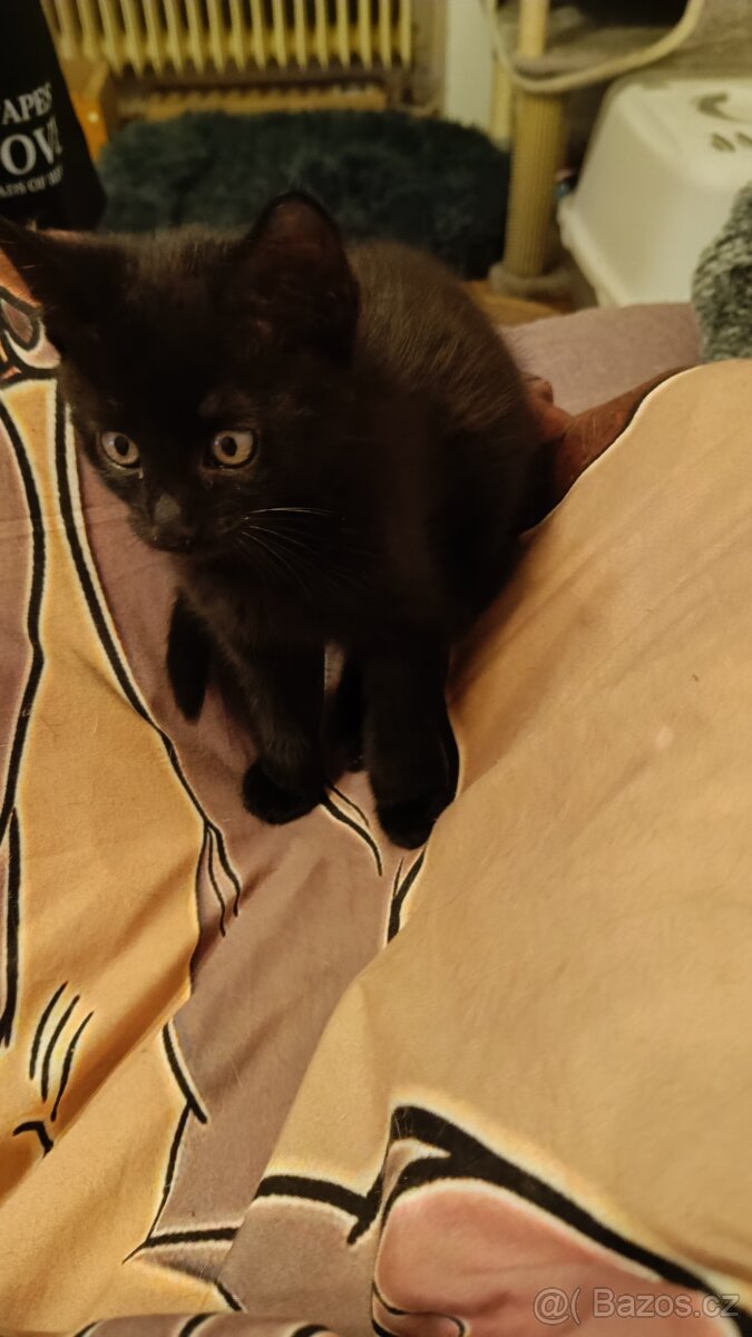 Daruji krásné koťátko