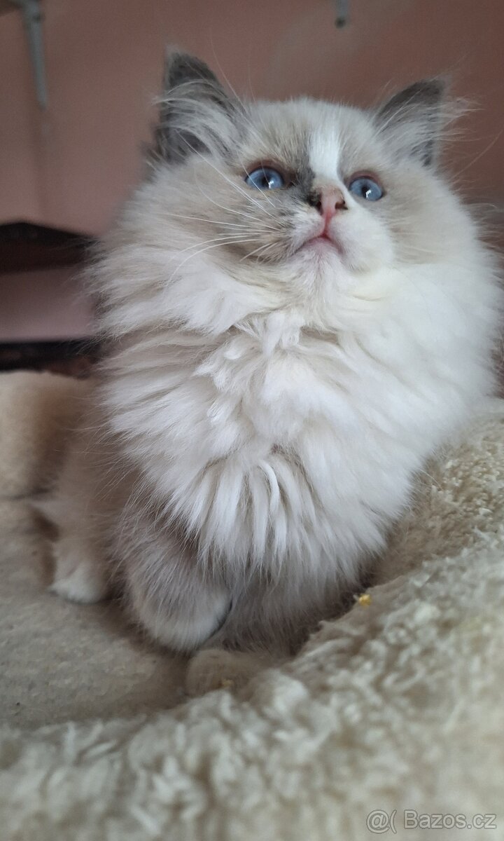 Překrásná Ragdoll  kočička