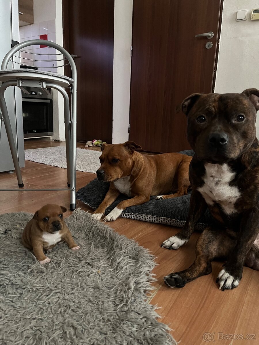 Stafordsirsky bulteriér fenka