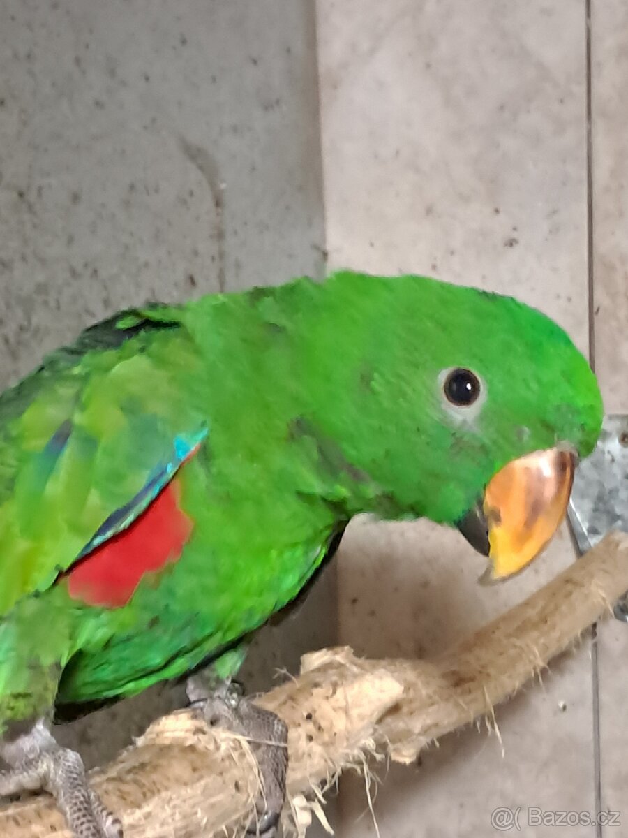 Amazoňan, eklektus, penant,nádhernÿ