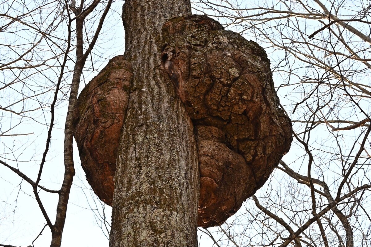 Koupím pařez, větvení, kořen stromu