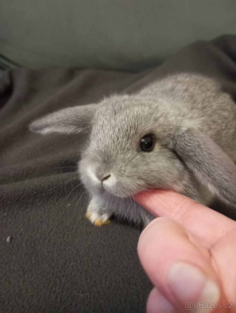 Zakrslý beránek králíček + očkování