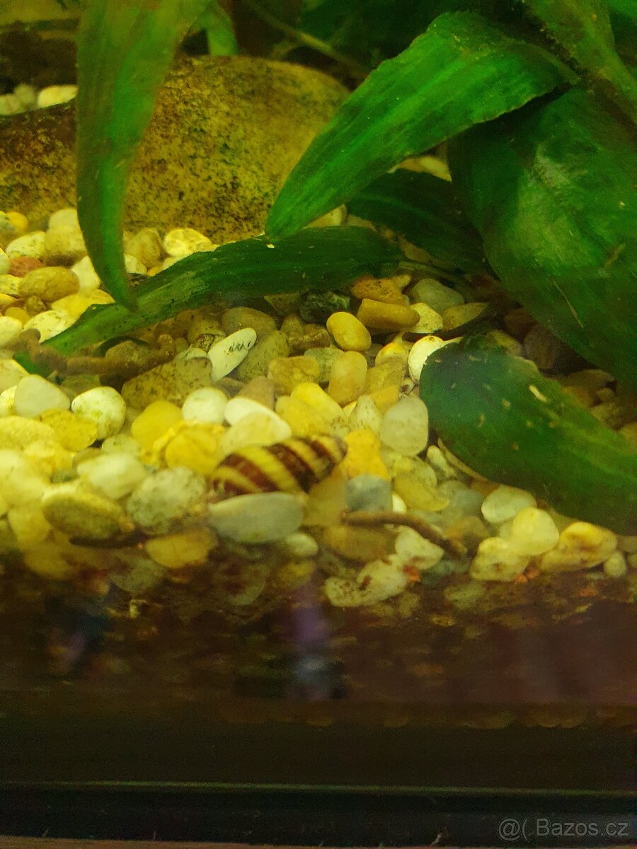 Surmovka vrazedna Helena