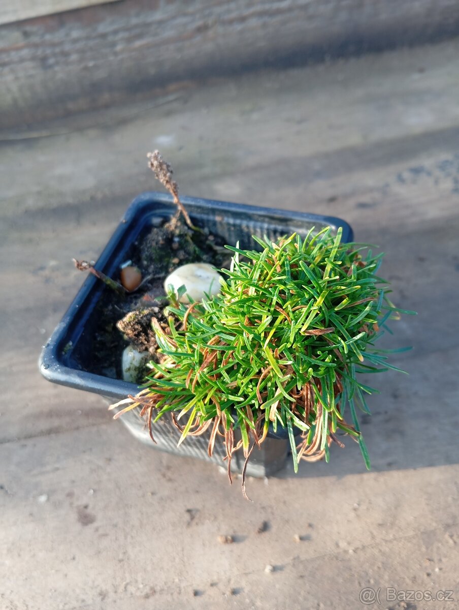 Trávníčka přímořská