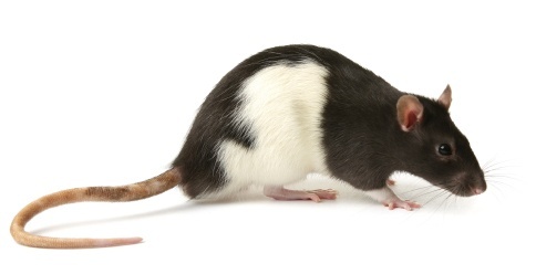 Laboratorní potkani a myši